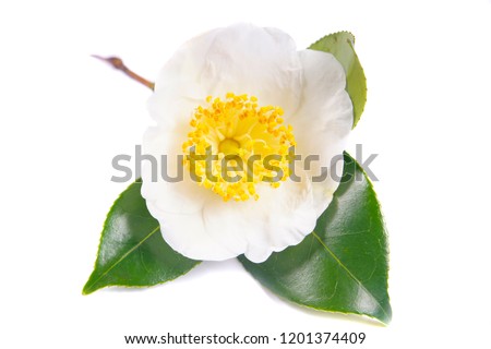 a macro closeup of green branch of tea tree Camelia Camellia sinensis white and yellow flower blossom isolated on white, its leaves and leaf buds are used to make tea