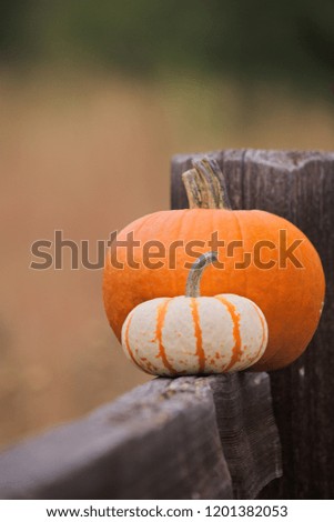 close up of two pumpkins on a fence outdoors