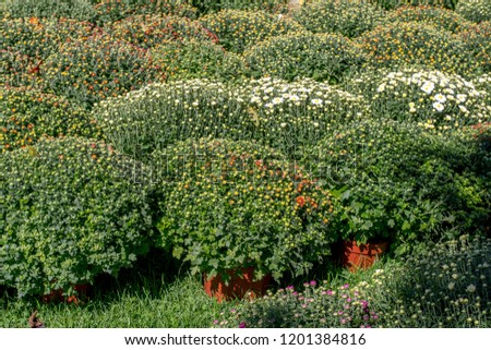 Fall chrysanthemums for sale in a Michigan USA garden