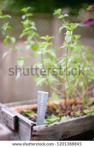 Spearmint plant in wooden container