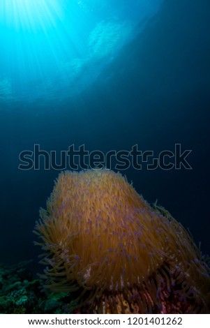 A blue tipped anemone on a coral head as the sun rays stream through the warm, clear waters of Indonesia