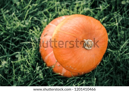 big orange pumpkin in the field 