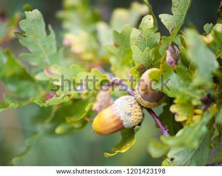  Nature background , Acorns on an oak branch