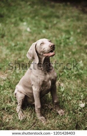 Weimaraner puppy sitting up in the green grass with mouth open