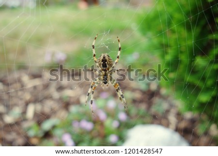 Close up spider in garden on cloudy day. Focus on the spider in middle of white webs with blurry green tree bush and soft wood ground, green grass garden in background. Nature, outdoor, mating season.