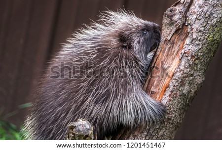 spiky porcupine climbing a tree in the back yard