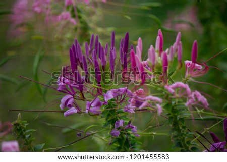 Beautiful purple flowers
