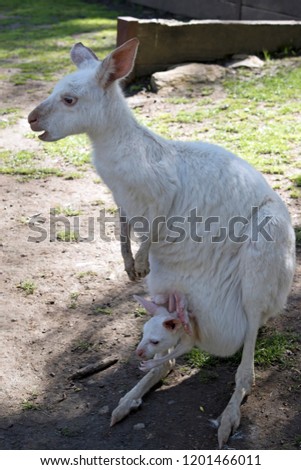 the albino Western grey kangaroo has a joey in her pouch