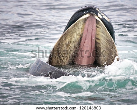 Humpback Whale opens mouth wide to show baleen Royalty-Free Stock Photo #120146803