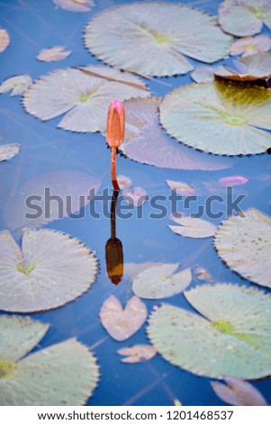 lotus in the water
