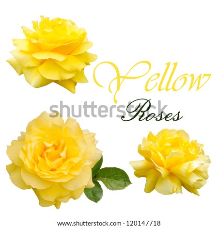 Roses set yellow