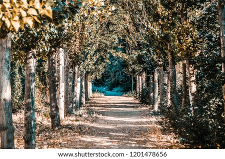 Incredible path through the forest surrounded by trees. road near Aranjuez, Spain. Horizontal and in autumn edited photo.