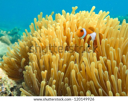 a clown anemonefish swimming in its anemone underwater