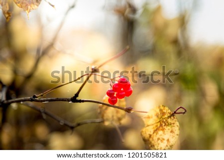 Fruits of bright red berries of viburnum in the rays of the autumn sun