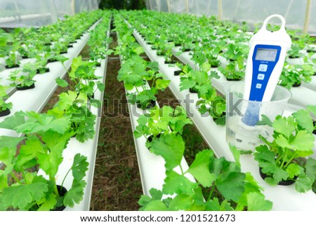 Digital pH meter tester in cup Hydroponics celery  green vegetables in greenhouse hydroponics garden,Close up.