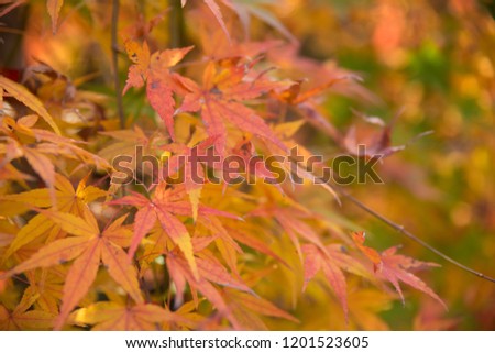 maple tree, japanese autumn, 紅葉