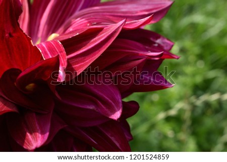 Pink flowers on grass background, on green background