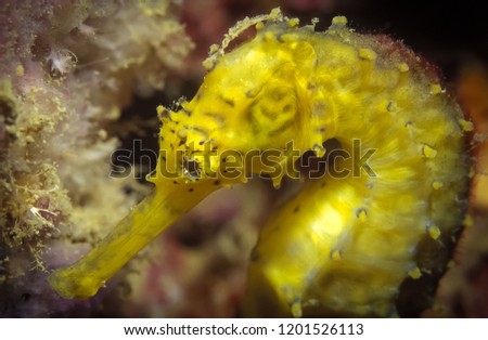 Yellow Seahorse, having a head and neck suggestive of a horse, an upright posture and a curled tail.