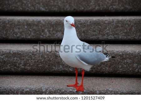 A seagull stands on a stairway and looking to the right-hand side. This bird can found in many areas in Sydney, Australia.