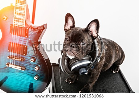French bulldog and guitar, amplifier 