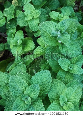 Mint leaves. Wallpaper screen template. Nature pattern.