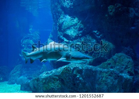Huge Grey Nurse sharks ปลาฉลาม