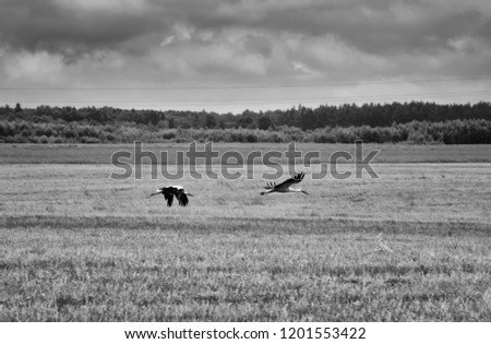A pair of White Storks flies over a field against a background of distant trees and the sky. Black and white, focus on foreground, Moscow region, Russia.