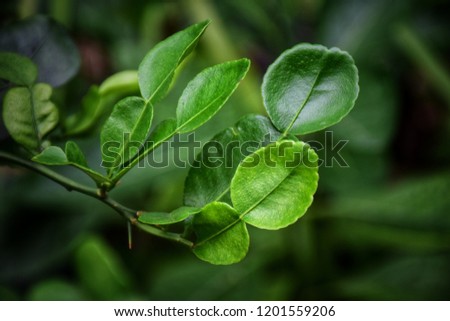 leaf of bergamot