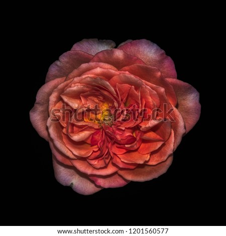 Dark colorful fine art still life bright floral flower macro portrait of a single isolated orange red pink yellow rose blossom, black background,detailed texture,surrealistic vintage painting style 