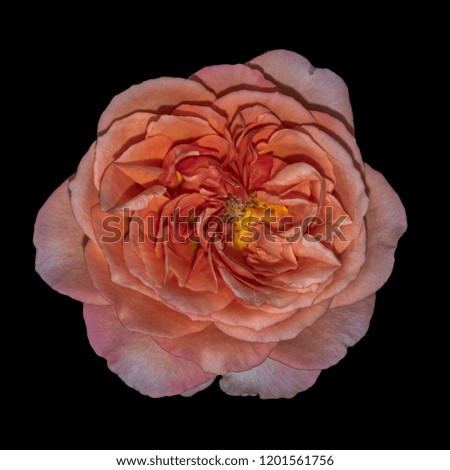 Colorful fine art still life bright floral flower macro portrait of a single isolated orange red pink yellow rose blossom, black background,detailed texture, vintage painting style 