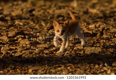 cute kitty cat on ground in the wild