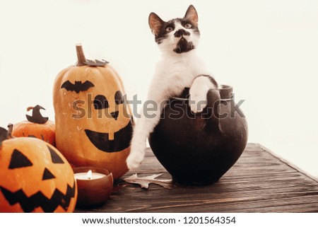 Pumpkins, jack-o-lantern, cat in witch cauldron, bats, spider, candle, autumn leaves on black wood in light. Halloween decoration. Space for text. Season's greeting. Happy Halloween