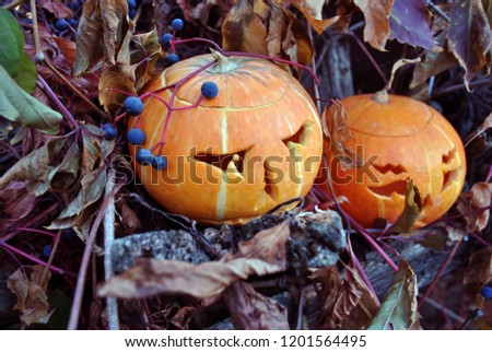 Halloween pumpkins on old wooden fence with dry wild grape leaves and  blue berries on it, top view