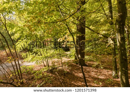 Idyllic colorful forest landscape in autumn time