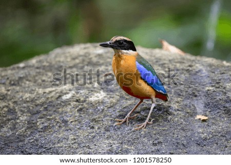 The Blue-winged Pitta is standing on the top of the big rock in the forest, black 
 yellow and white on head, yellow blue green and red on body.