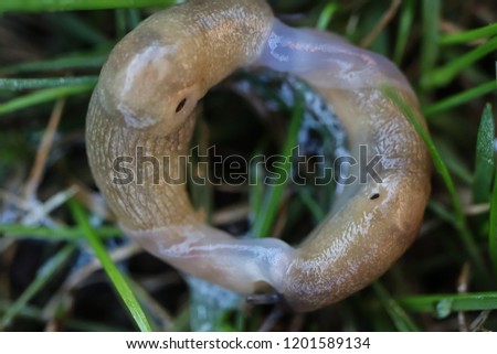 Mating of two hermaphroditic field slugs (grey field or milky slug, Deroceras agreste) on green grass, clams are linked in the form of a ring. Pests of field crops. Close-up. Macro. Soft focus effect.