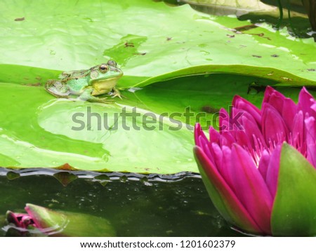 Taiwan, September 2018, Green Frog in the lotus flower pond relaxing. 