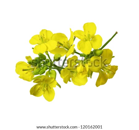 Rapeseed blossoms , Brassica napus flower isolated on white background Royalty-Free Stock Photo #120162001