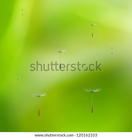 dandelions with nice background