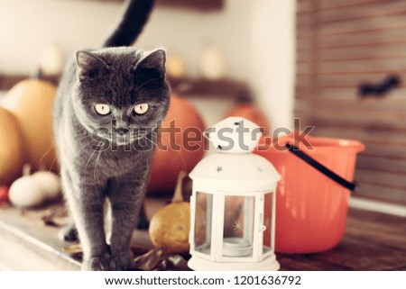 Gorgeous grey cat standing on a table with Halloween and Autumn themed decorations.