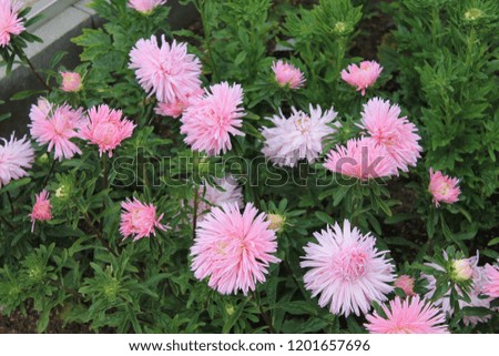  Beautiful pink asters bloom on a flowerbed in a city park