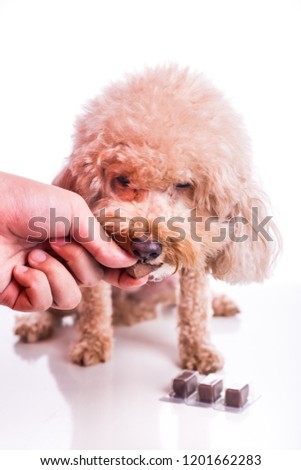 Closeup on hand feeding pet dog with chewable to protect and treat from heartworm disease, on white background