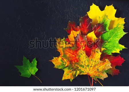 Creative autumn layout with various colored leaves on dark concrete backgound. Top view, copy space