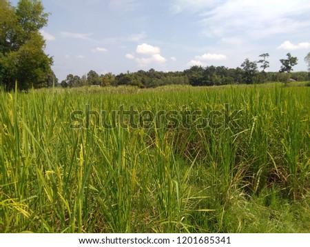 Flowering rice Beautifully Naturally And season
