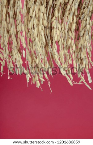 harvested Dried rice bunch