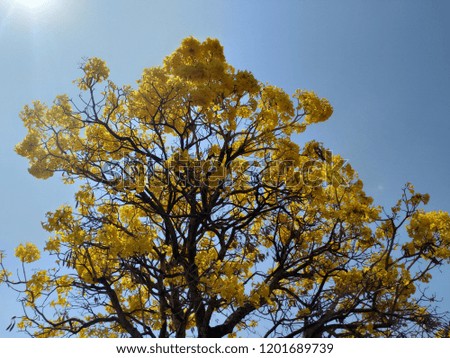 flower yellow sky