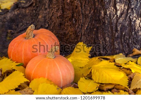 Two orange pumpkins on yellow fallen leaves on wooden background. Autumn, recipe, Halloween concept. Close-up, copy space