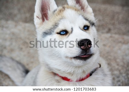 dog husky animal beautiful winter eye blue face 