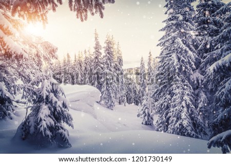 Scenic image of fairy-tale woodland in winter. Snow-cowered pine trees under sunlit. Fantastic Frosty Morning in the Wintry Forest. Impressive picture of wild area.  Winter Landscape during sunset