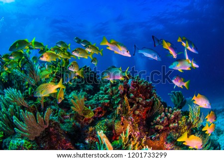 A school of school master fish swimming over the reef Royalty-Free Stock Photo #1201733299